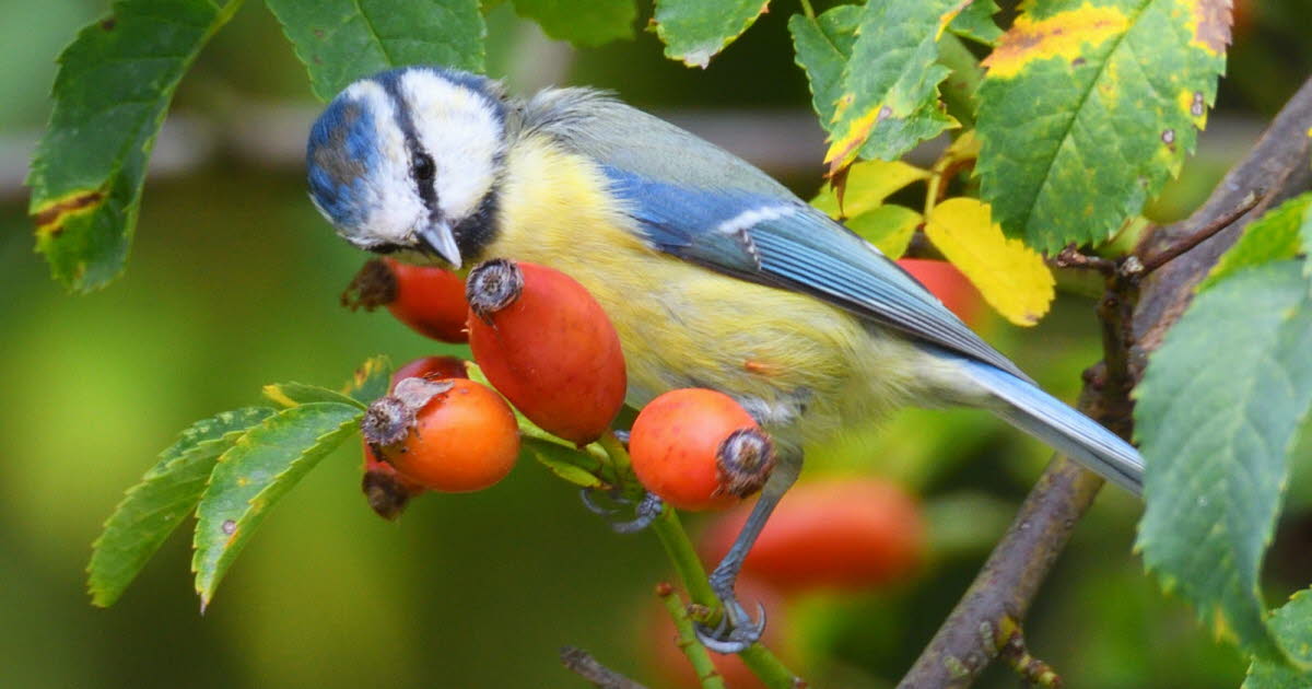 Doubts. At the weekend, in the les oiseaux pour Faire progesser la science!