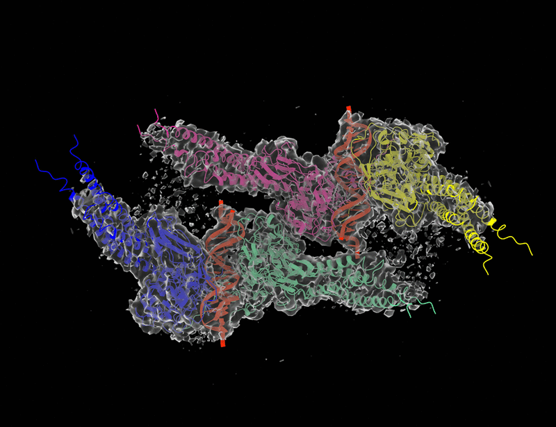 Structural analysis reveals how tetrameric tyrosine-phosphorylated STAT1 is targeted by the rabies virus P-protein